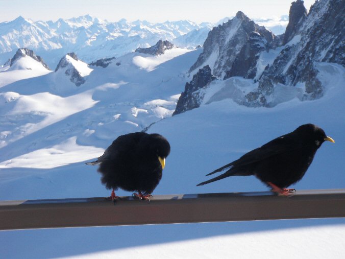 Arete des Cosmiques 56.jpg - Ils aimeraient bien qu'on leur donne � manger...